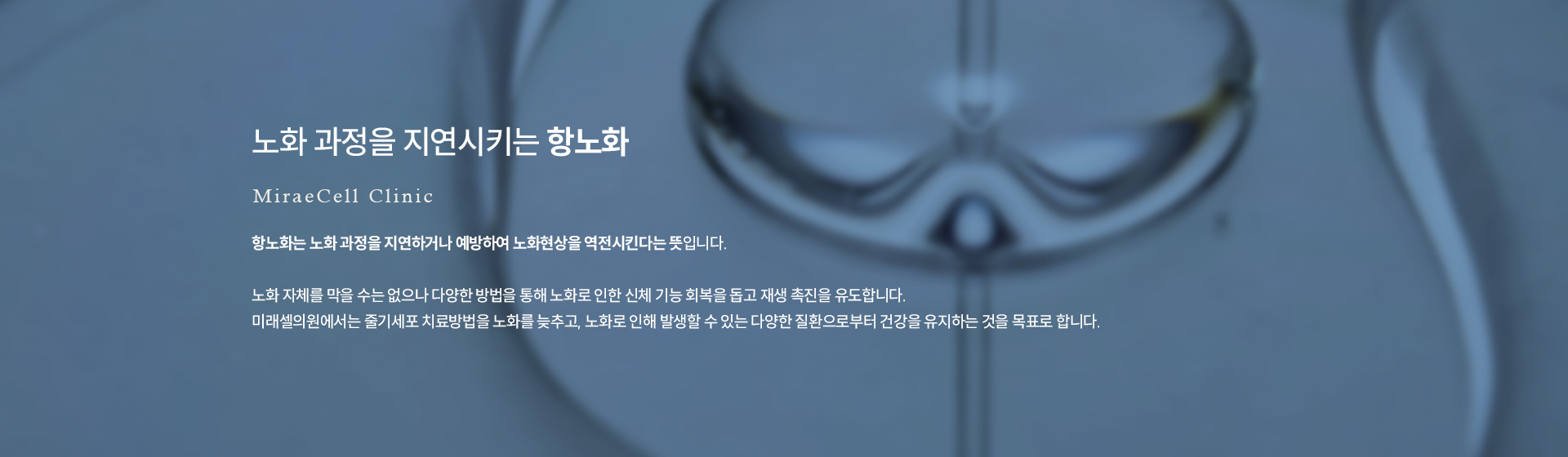 노화 항노화