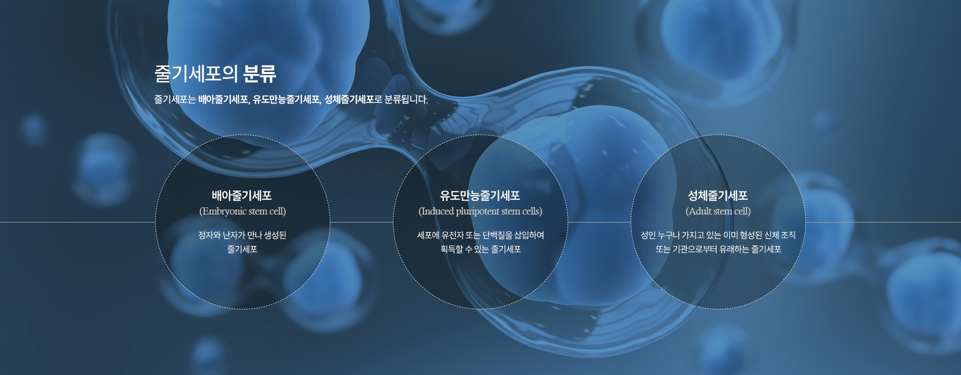 줄기세포란? 분류